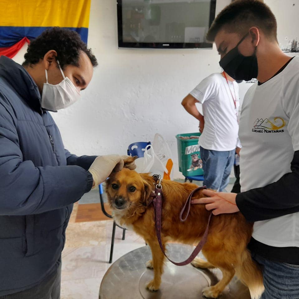 animales2.jpeg