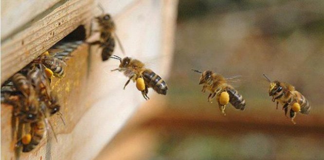 Abejas entrando al polen