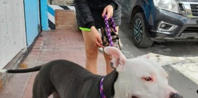 Perrito bonito de Ciudad Bolívar