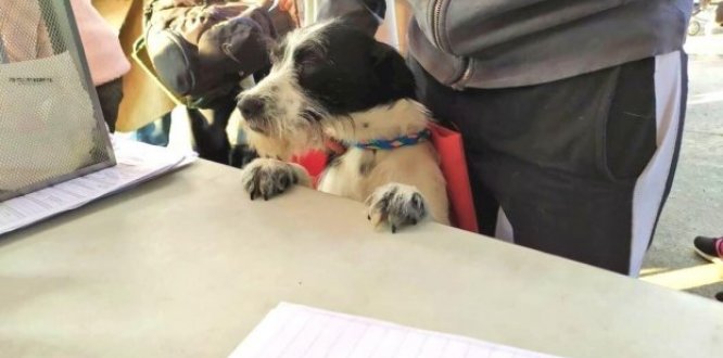 perrito con collar azul en una silla