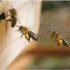 Abejas entrando al polen
