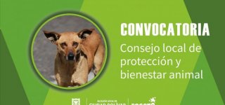 Elelcción consejovlocal de bienestar animal